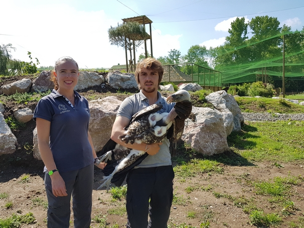 Aigles du leman Juin 2018